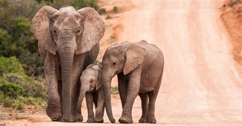 Elephant Gestation Period: How Long are Elephants Pregnant? - A-Z Animals