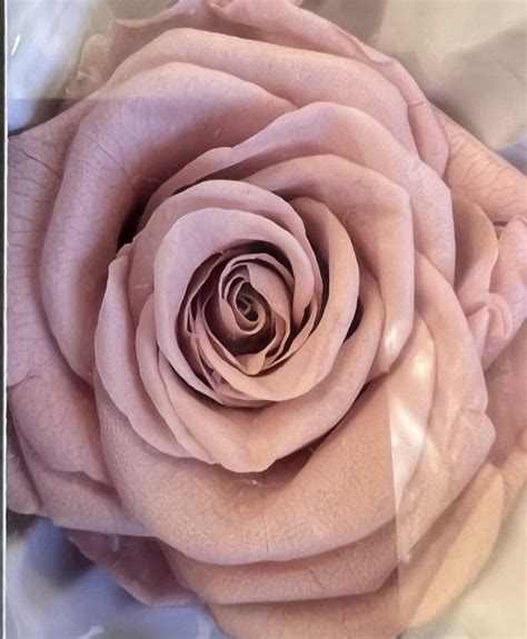 Preserved Rose Antique Pink Blush Box of 8 - A Floral Affair