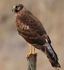 northern harrier visit sacandaga