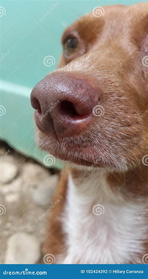 Dog stock photo. Image of beautiful, nose, funny - 102424392