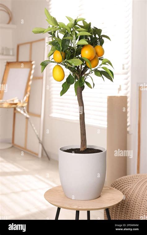 idea  minimalist interior design small potted lemon tree