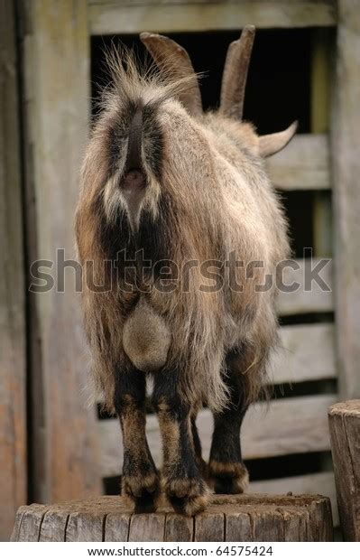 hairy goat ass backside stock photo edit