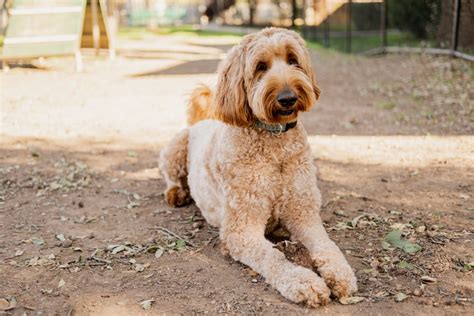 How To Trim a Schnoodle [Step-by-Step] - The Doodle Guide