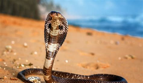 Cobra