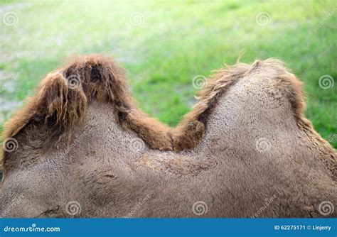 1,140 Hump Day Camel Photos - Free & Royalty-Free Stock Photos from ...