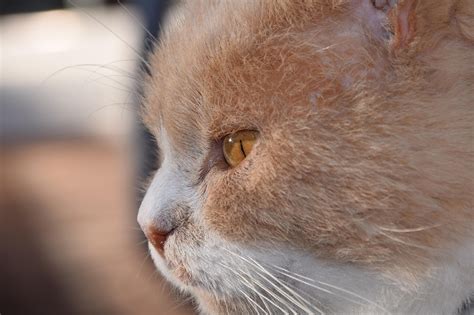 cat head face close  photo  pixabay pixabay