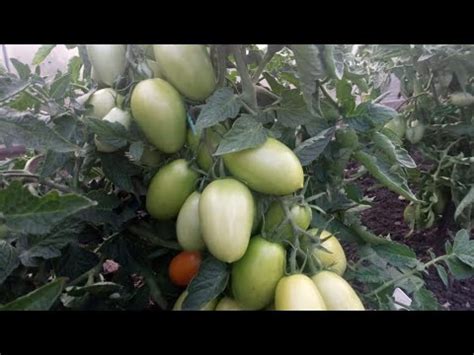 САМЫЕ ЛУЧШИЕ ТОМАТЫ ДЛЯ ОТКРЫТОГО ГРУНТА! ОБЗОР! - YouTube