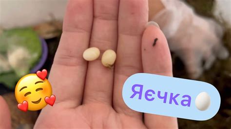 ЯЄЧКА🥚🥚🥚😁😃😍 - YouTube