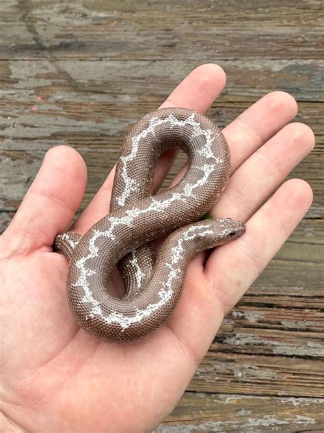Anery Stripe Kenyan Sand Boa by Supernatural Exotics - MorphMarket