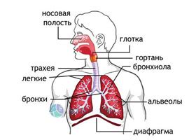 Трахеобронхит: что это и как лечить у взрослых, симптомы острого ...