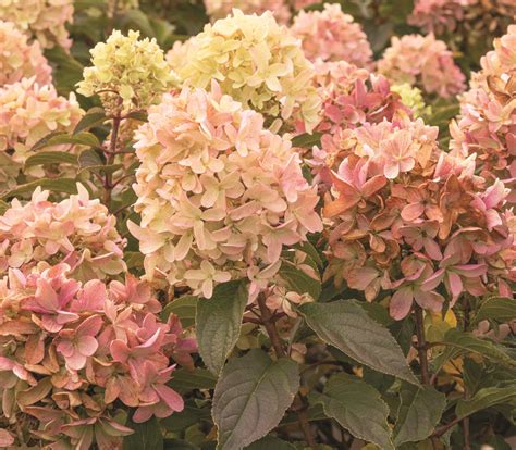 Little Blossom Гортензия Метельчатая Фото — Картинки фотографии