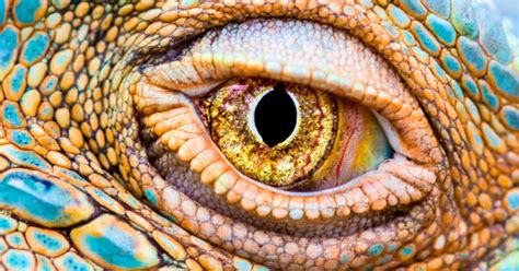 Hallan nuevo reptil en más de 85 años en Puerto Rico