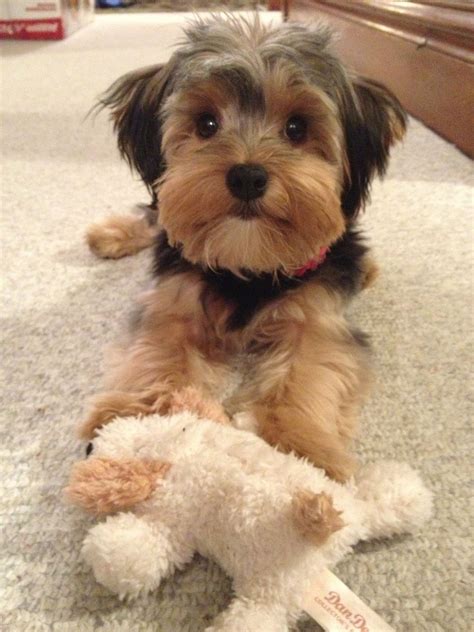 Pictures Of Morkie Haircuts
