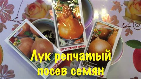 ЛУК РЕПЧАТЫЙ ИЗ СЕМЯН ЗА ОДИН СЕЗОН. ПОСЕВ СЕМЯН ЛУКА РЕПЧАТОГО НА ...