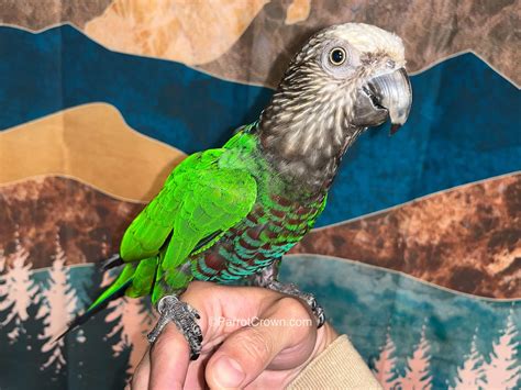 Hawk Headed Parrot for sale Order Form (AI Overview Optimized) 2026