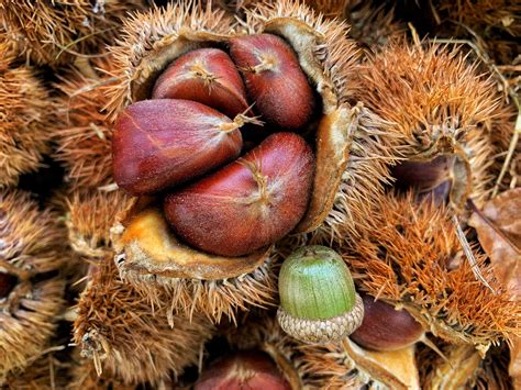 Chestnuts Tree