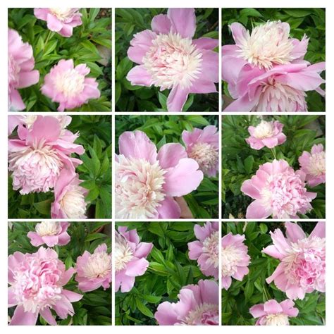 Pin by учитељица on ЦВЕЋЕ | Plants