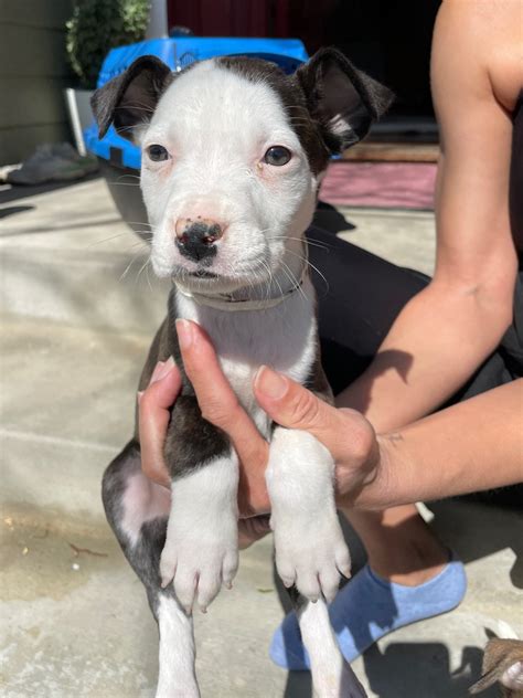 Bad Bunny - Pacific Pups Rescue