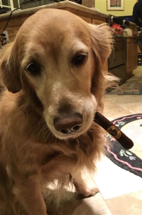 Golden Retriever Names Girl