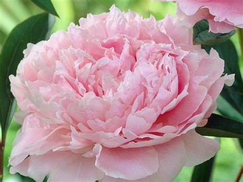Lush peonies add beauty and fragrance to early summer gardens