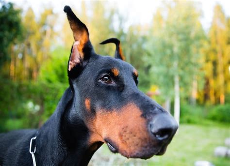 Skin Disease Caused by Licking in Dogs | petMD