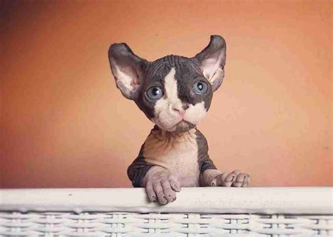 15 Adorable Photographs of Sphynx Cats Show That They Are Adorable ...