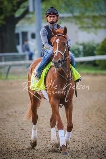 Pin by jackie cunningham on rich strike. ( Richie ) | Quarter horse ...