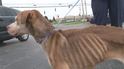 Neglected dog 'Sam Sam' finds her forever home | wgrz.com