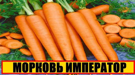 МОРКОВЬ ИМПЕРАТОР ОТЗЫВЫ || МОРКОВЬ ИМПЕРАТОР ХАРАКТЕРИСТИКА || МОРКОВЬ ...