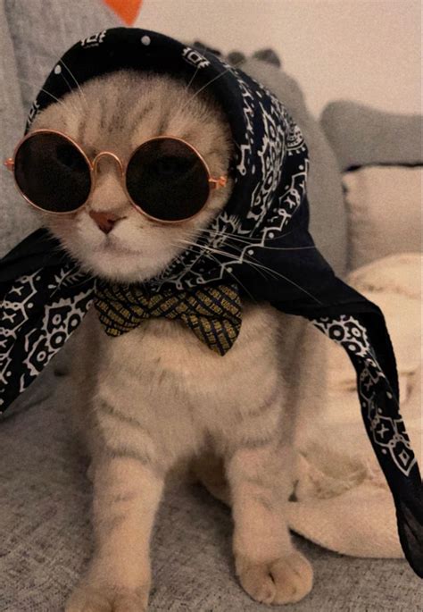 Pin by Shialm on cat | Funny cat wallpaper, Cute cat, Funny cats