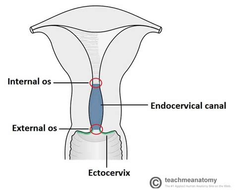 The Cervix - Structure - Function - Vascular Supply - TeachMeAnatomy