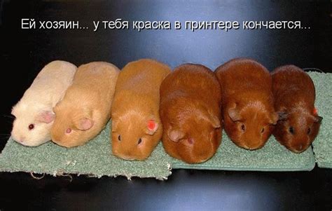 Приколи - картинки, відео приколи, смішні історії та анекдоти