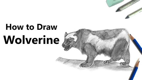 Wolverine Animal Sketch at PaintingValley.com | Explore collection of ...