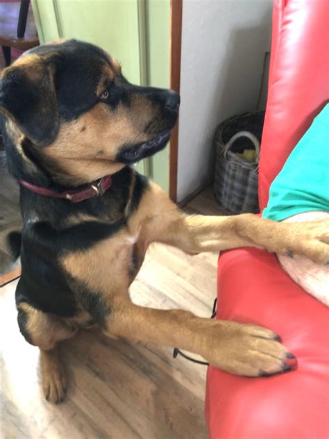 Rumple still skin : r/Rottweiler
