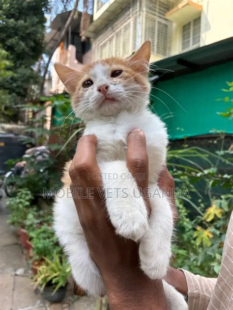3-6 months Male Purebred American Bobtail in Central Division - Cats