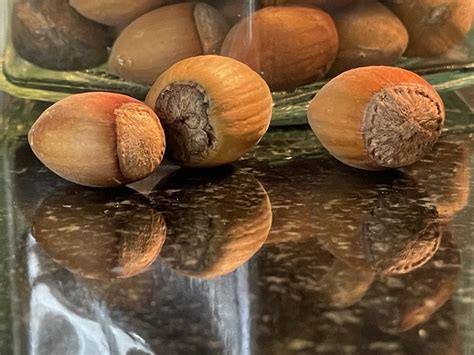 Hazelnut Nut-Brown Nut - Free photo on Pixabay - Pixabay