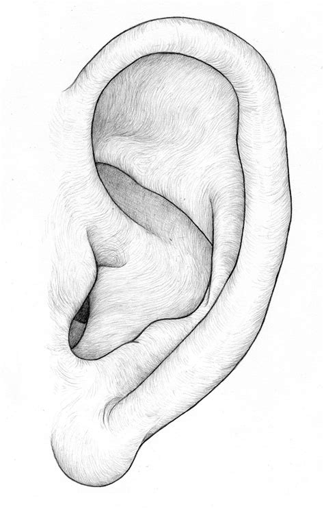 Ear Drawing at GetDrawings | Free download