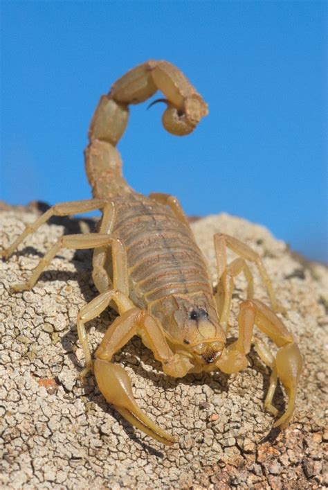 skorpion swiat makrocom