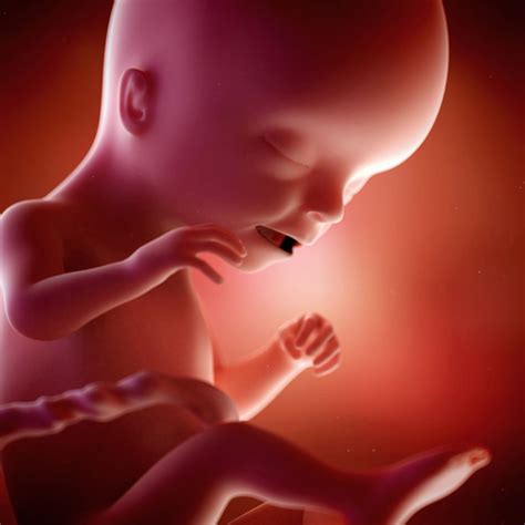 Feto De 17 Semana Real - ¿Cuál Es El Tamaño Del Feto En La Semana 17 De Embarazo? – SGVNKF