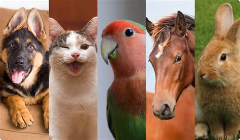 Pets For Sale - PetsForHomes 