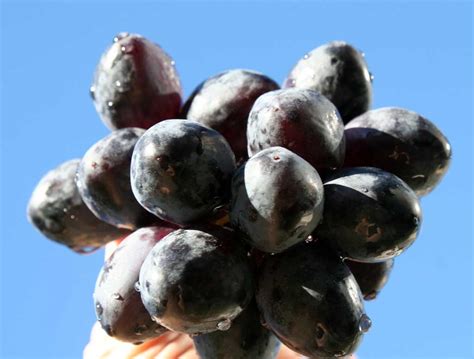 Poppular Photography: Dark Purple Grapes