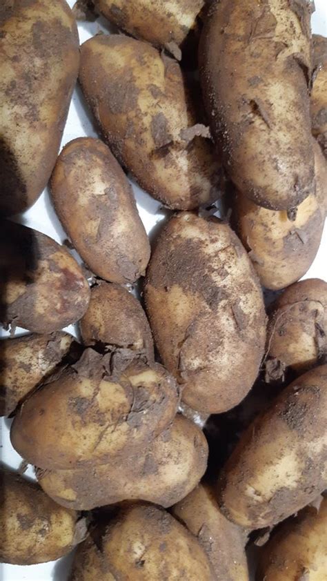 Peruna, 2kg | Paunolan tila