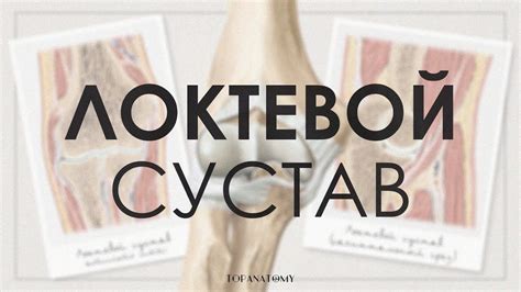 Локтевой сустав: строение и функции. Травмы локтевого сустава ...