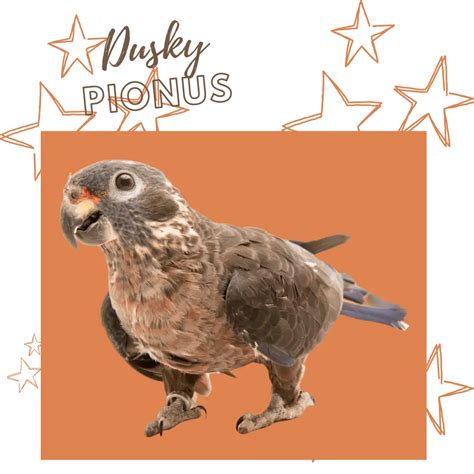 Pionus parrot - Types Habitat Diet Breeding and Lifestyle