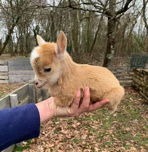 Voici d’adorables photos de bébés animaux pour égayer votre journée ...