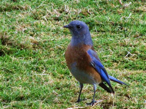 Photo Gallery | Southern California Bluebird Club