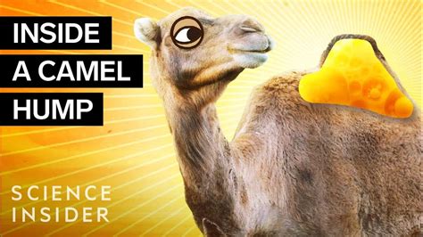Doas The Hump In A Camel Holds Water : What does it suggest to you ...
