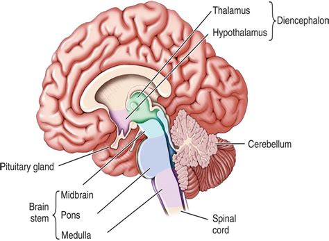 ball definition anatomy  clarence valladares blog