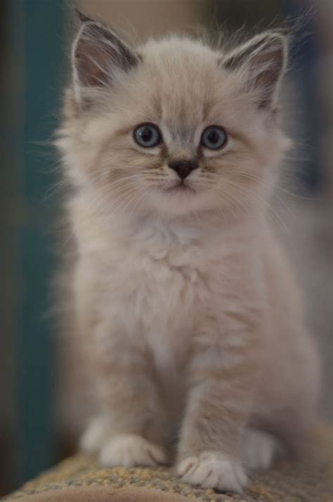 DSC_0061 | Kittens cutest, Cute fluffy kittens, Kittens and puppies
