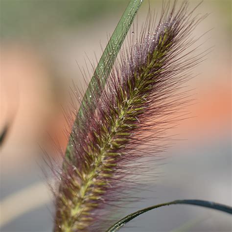 Pennisetum 'Black Beauty' | SlovenskeTrvalky.sk